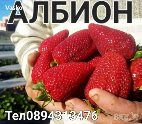 Разсад 2026г маточник, снимка 10 - Разсади - 56666373