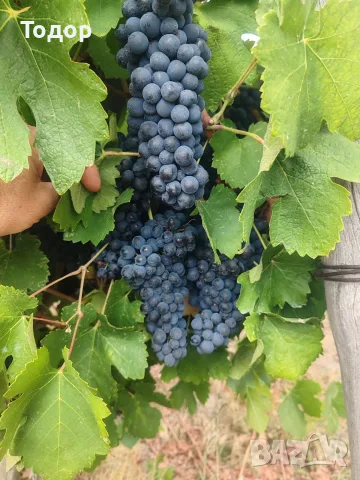 Продавам Грозде, снимка 6 - Домашни продукти - 56619585