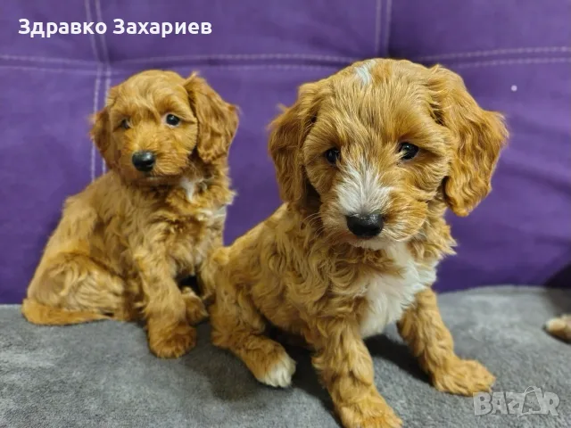 Той пудел червено, снимка 2 - Пудели - 56652629