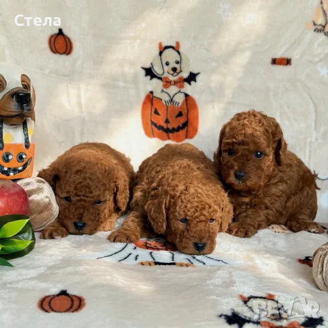 Toy poodle той пудел, снимка 13 - Пудели - 56555077