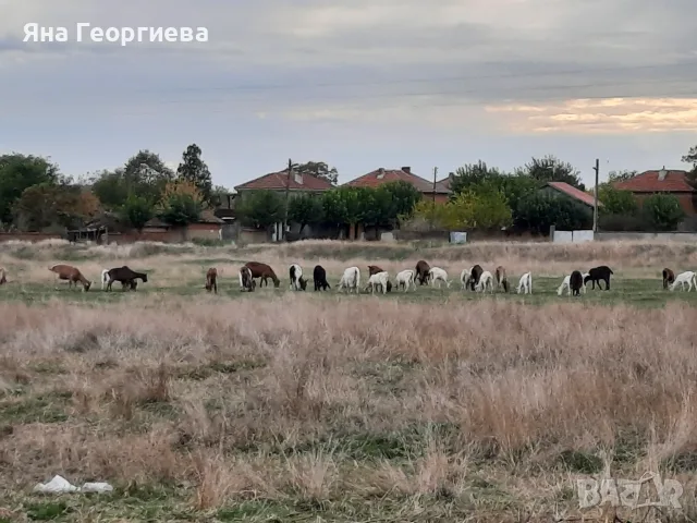 Продавам млечни кози , снимка 8 - Кози - 56728605