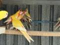 По договаряне! Розели, снимка 7