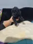 МалТипу ♥️🐶🐶🐶🐶🐶, снимка 3