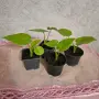  Трилистник растение, снимка 1