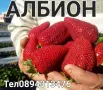 Разсад 2026г маточник, снимка 10