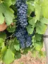 Продавам Грозде, снимка 6