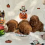Toy poodle той пудел, снимка 13