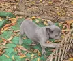 Син със сини очи френски булдог, снимка 8