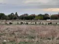 Продавам млечни кози , снимка 8