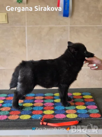 Шиперке / Schipperke, снимка 5 - Други - 55357854