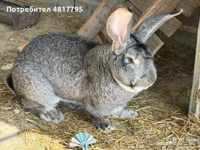 Продавам мъжки заек , снимка 3 - Други - 56639174