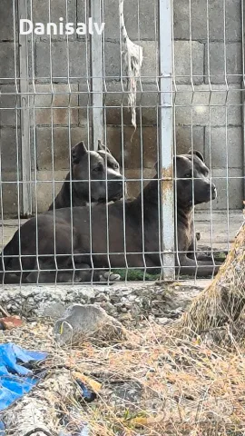 Питбул Блу нос/ Pitbull Blue nose, снимка 17 - Питбул - 56749748