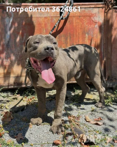 Американско були ХЛ/American Bully Xl, снимка 8 - Питбул - 56729869