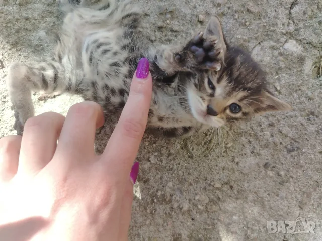 малки сладки котенца