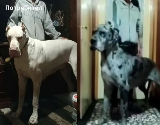 Немски дог Great dane, снимка 6 - Немски дог - 56631098