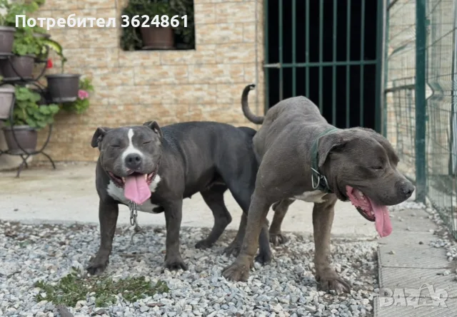 Американско були ХЛ/American Bully Xl, снимка 6 - Питбул - 56729869