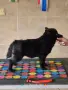 Шиперке / Schipperke, снимка 5