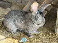 Продавам мъжки заек , снимка 3
