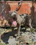 Американско були ХЛ/American Bully Xl, снимка 8