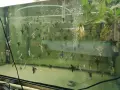 Albino Dantum angelfish, снимка 6