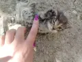 малки сладки котенца, снимка 1
