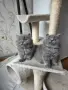 Продавам британски котета , снимка 4
