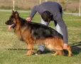 Дългокосмести немски овчарки , снимка 9