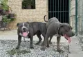 Американско були ХЛ/American Bully Xl, снимка 6