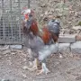 Продавам  петли, снимка 7