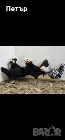 Холандски качулати кокошки и петли