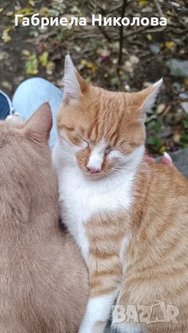 Подарявам коте СПЕШНО , снимка 11 - Други - 56334764
