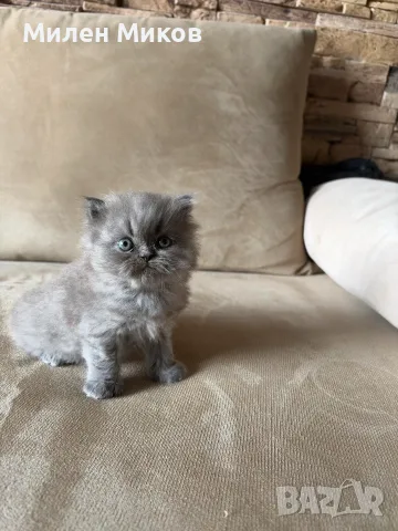 Персийски котета, снимка 6 - Персийска - 56661095