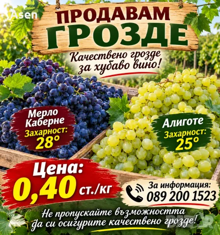 продавав грозде мерло кабарне алиготе 0. 40 цента тел 0892001523