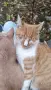 Подарявам коте СПЕШНО , снимка 11