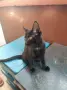 Подаряват се три спасени малки котенца, снимка 16
