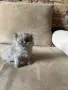Персийски котета, снимка 6
