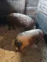 София световрачене, снимка 4
