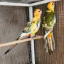 Продавам Пенантови Розели , снимка 2