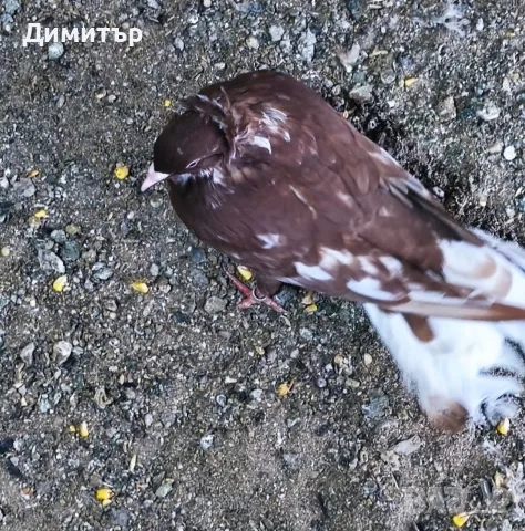 Чифт чилести (паламарски гълъби)