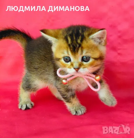 Златна чинчила  момиче. , снимка 5 - Британска късокосместа - 56577268