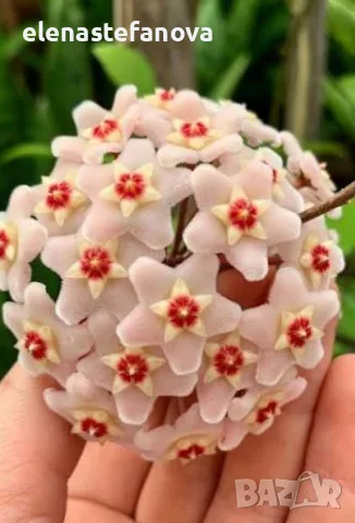 Комплект: Восъчно цвете (Hoya carnosa) и сукулент