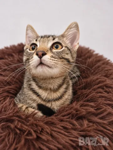 Подарявам котета/Котета търсят дом, снимка 6 - Други - 56457343