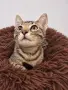 Подарявам котета/Котета търсят дом, снимка 6