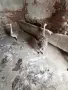 Африкански щраус, снимка 6