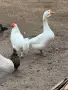 продавамм гъски, снимка 3