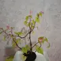 Стайна Бегония Цвете, снимка 3