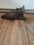 Британски късокосмести котета , снимка 1