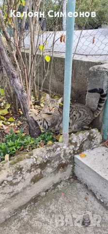 Мъжка бенгалска котка