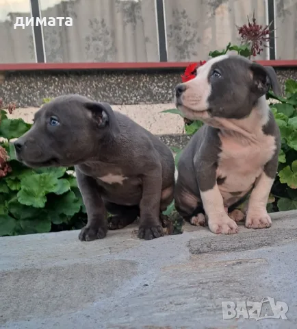 Американски питбул териери блунос , снимка 6 - Питбул - 56669443