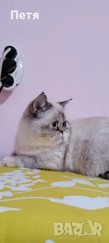 Разкошни шотландски котенца, снимка 9 - Британска късокосместа - 56688456